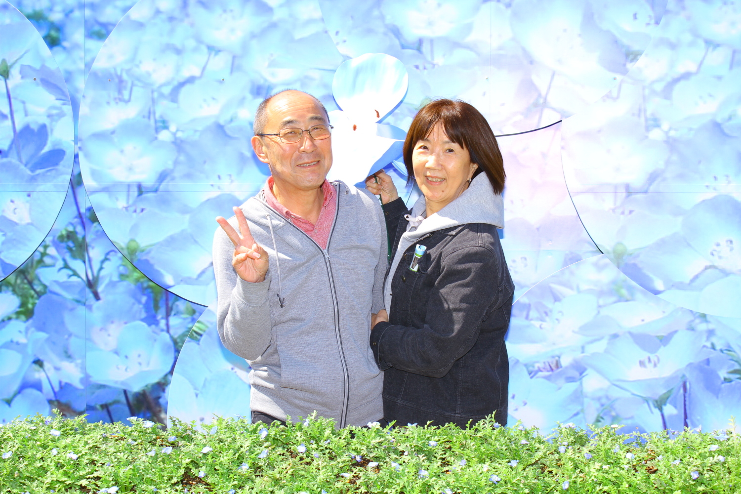 ひたち海浜公園 ネモフィラ　画像の説明