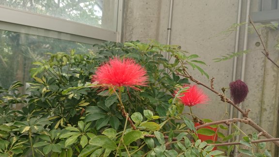 画像の説明