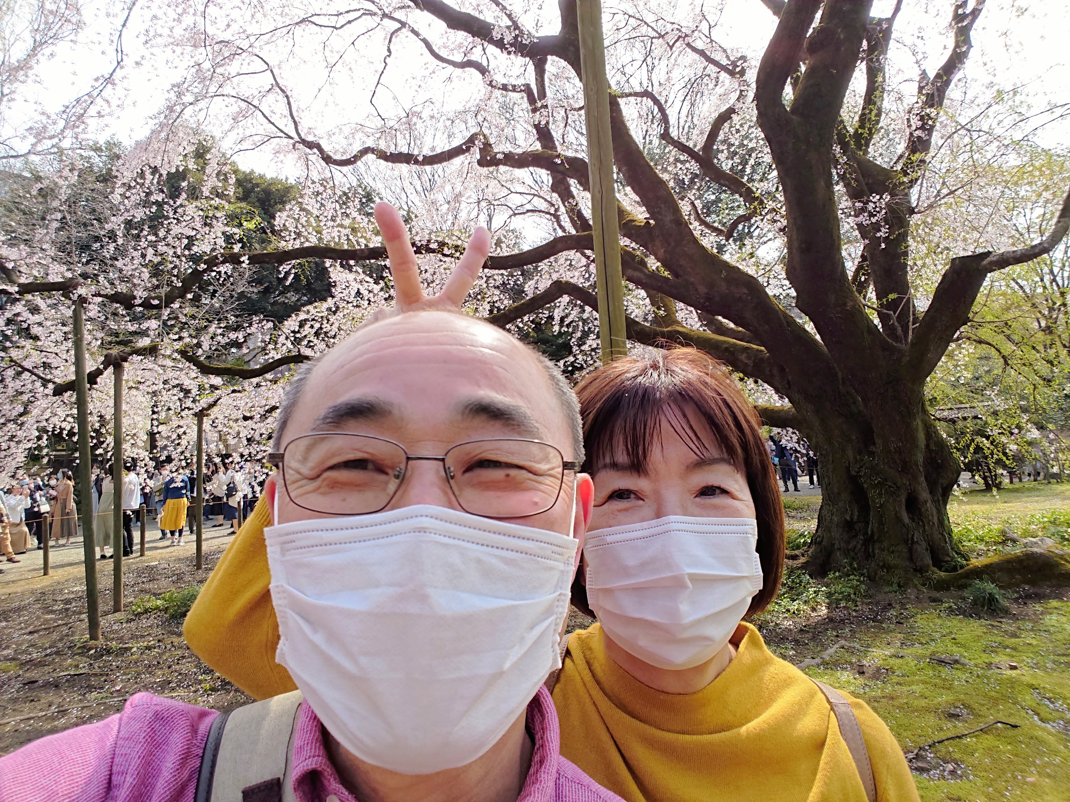 今日も近場でお花見散歩 東京都板橋区のギター ウクレレ 歌の教室ブログ Ordenesギター ウクレレ 歌の教室