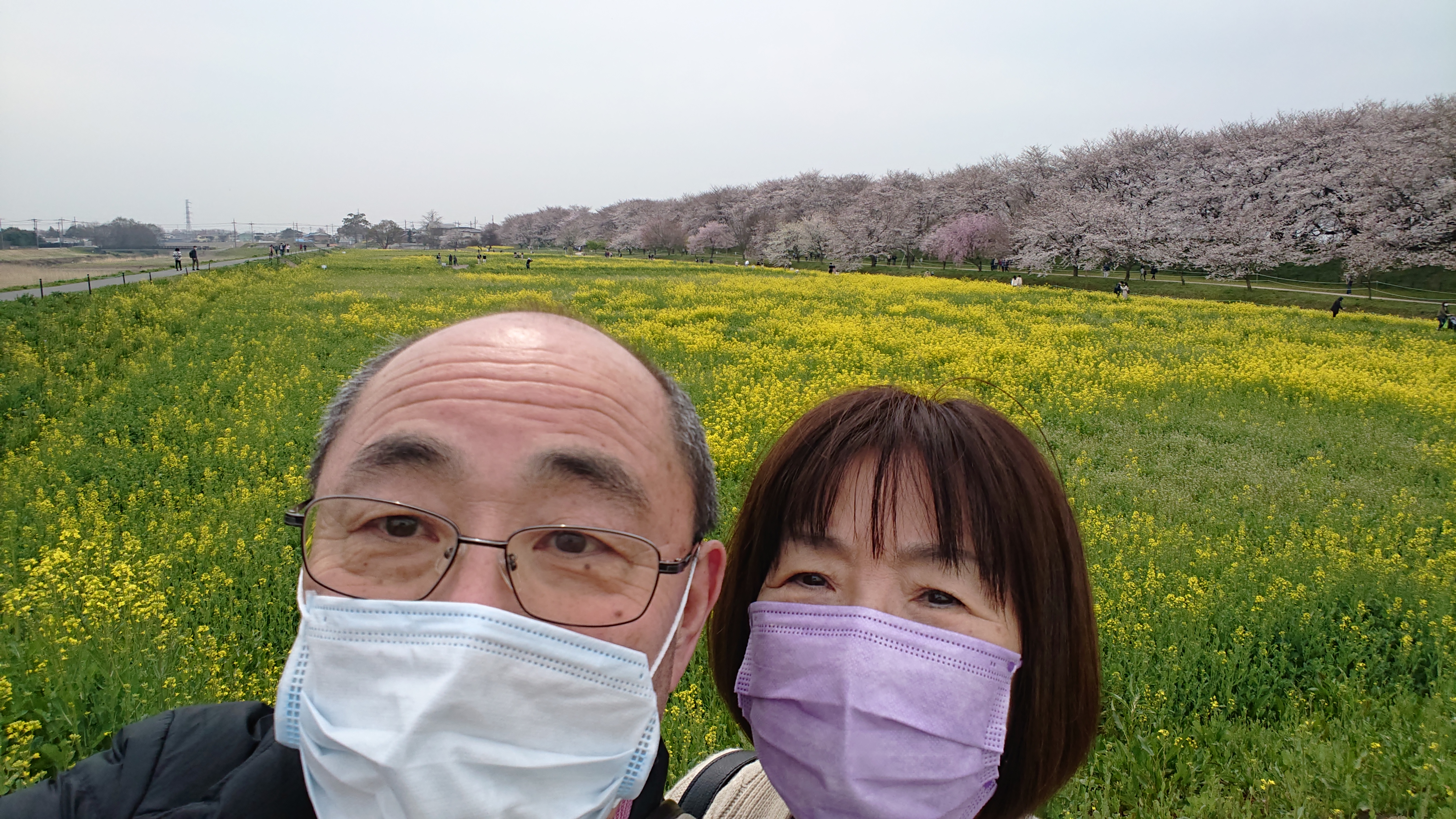 権現堂堤の桜と菜の花　画像の説明