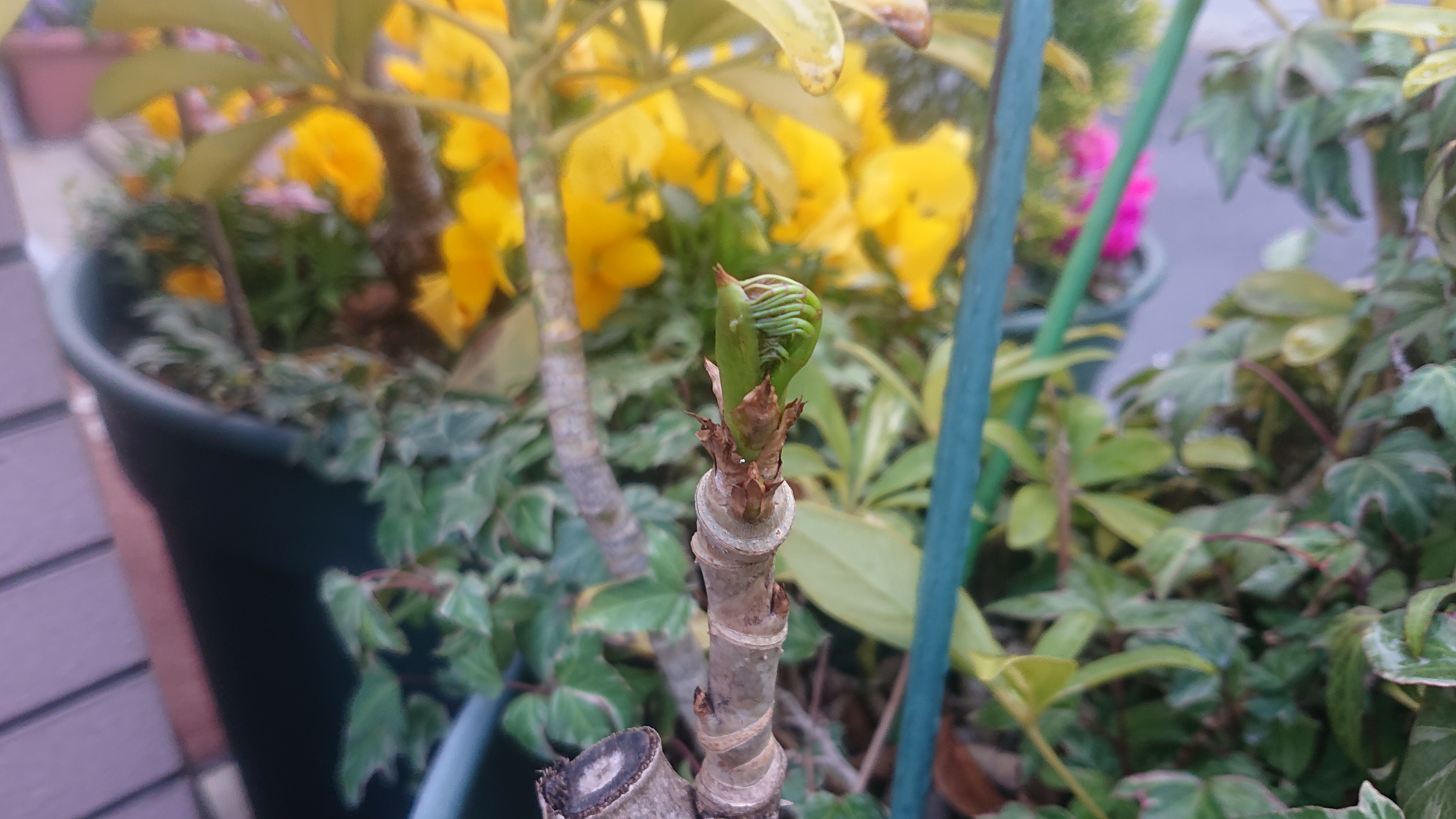 ギター教室ORDENES 板橋区のタラの芽