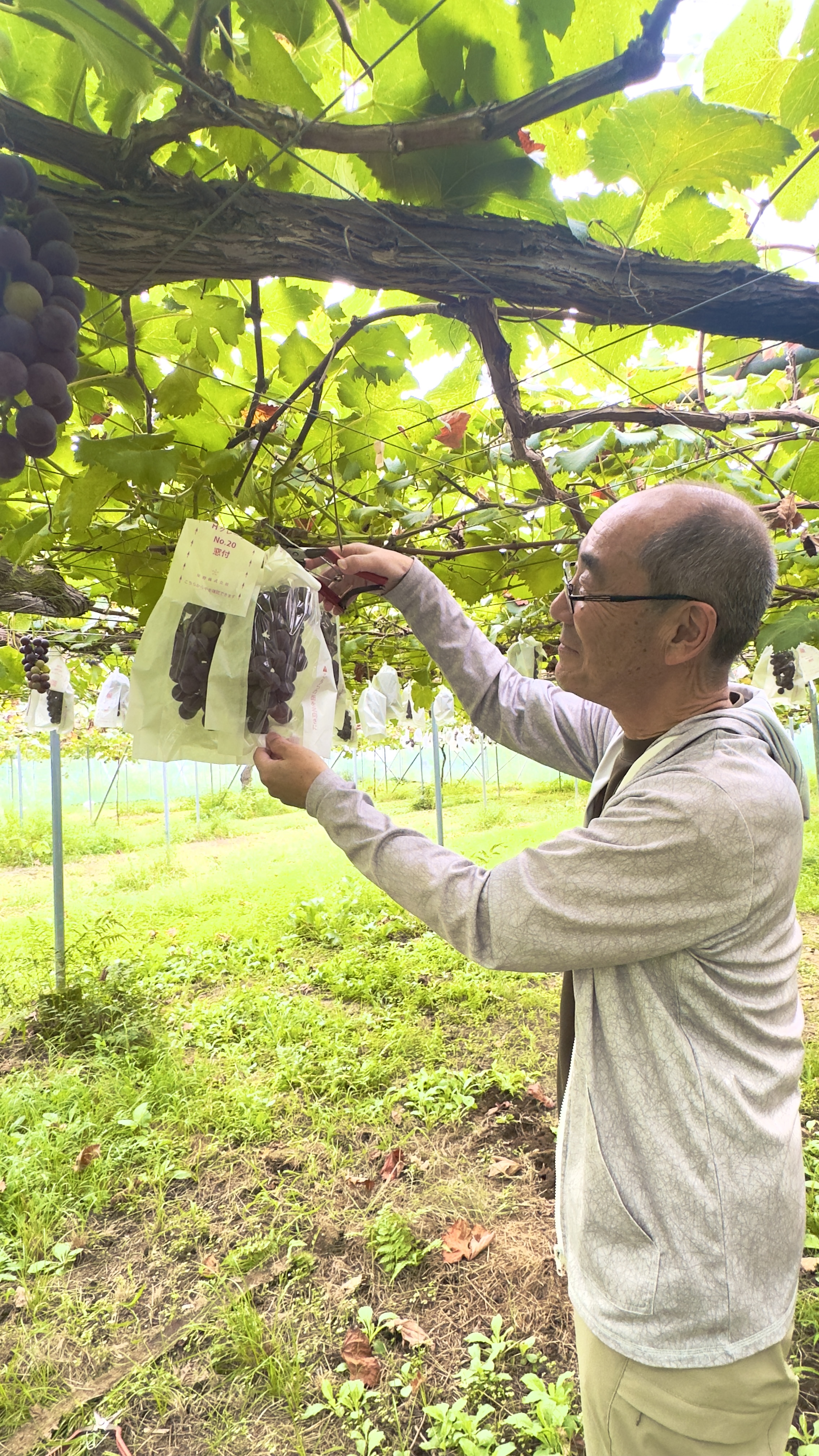 栃木県芳賀郡益子町上大羽１３３７ぶどう🍇狩り