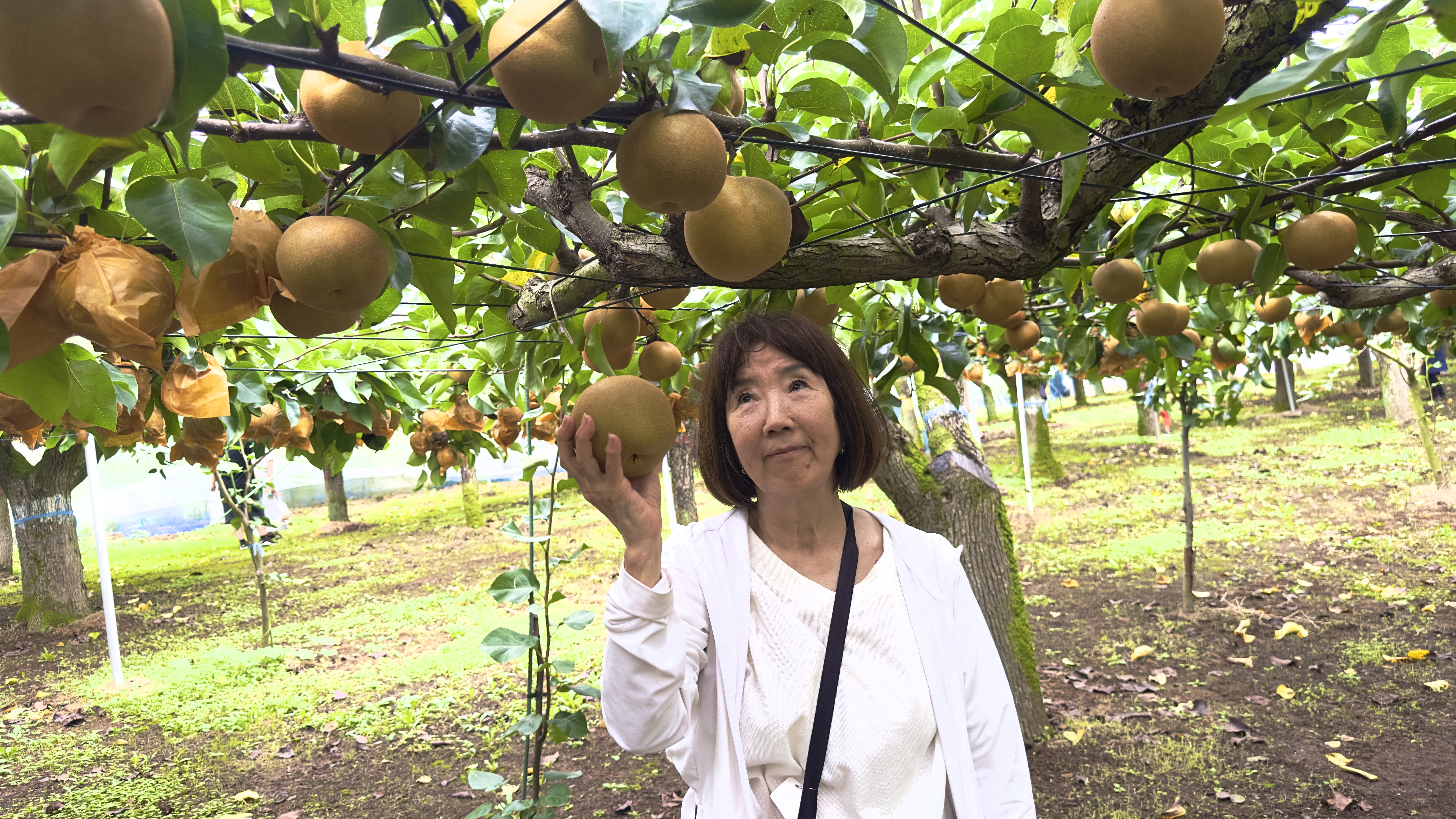 安田果樹園