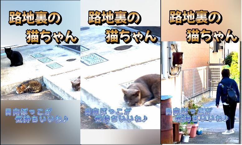 路地裏の猫ちゃん