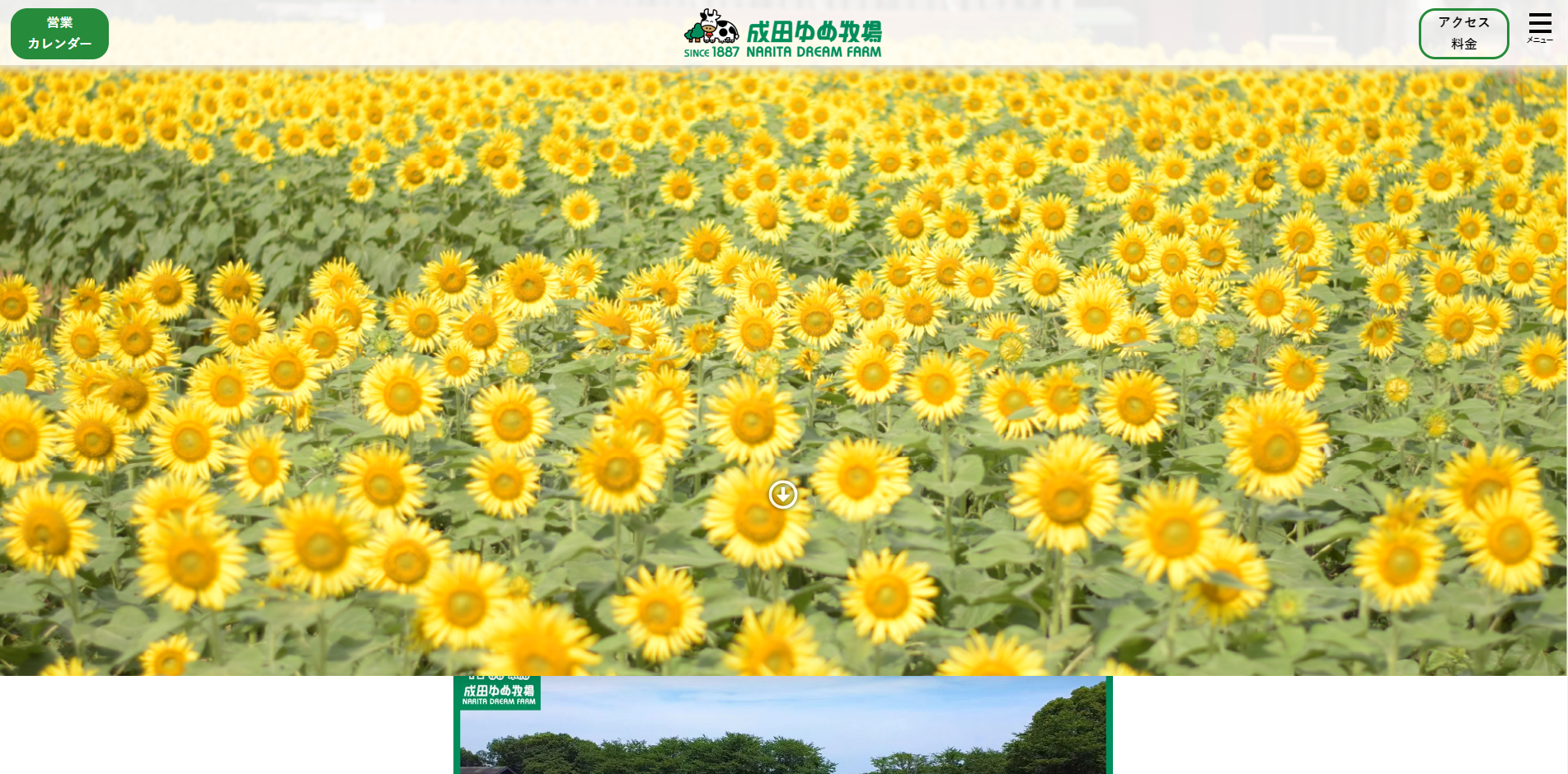 成田ゆめ牧場、ひまわり畑
