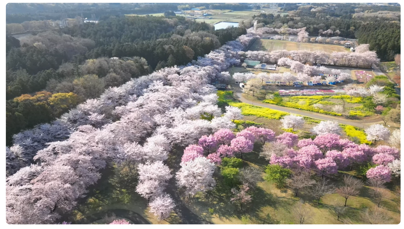 赤城南面千本桜