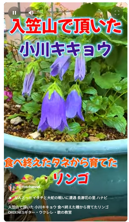 入笠山で頂いた 小川キキョウ 食べ終えた種から育てたリンゴ