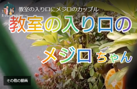 教室の入り口にメジロちゃんORDENESギター・ウクレレ・歌の教室