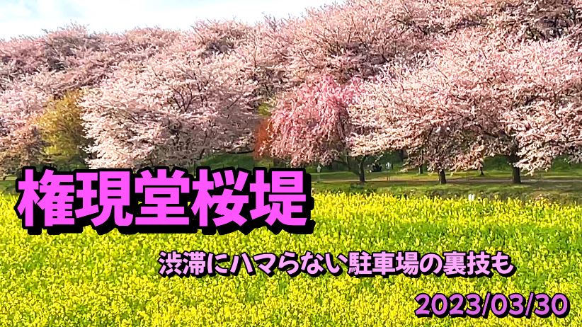 権現堂桜堤 渋滞にハマらない駐車場の裏技も