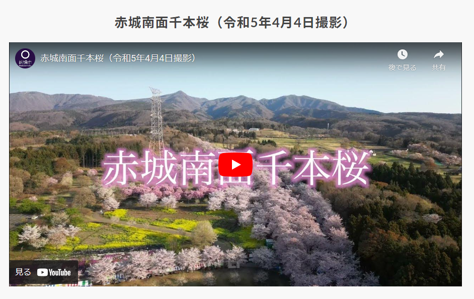 赤城南面千本桜