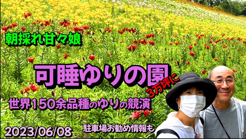 可睡ゆりの園｜3万坪に広がる、世界150余品種のゆりの競演 朝採れ甘々娘