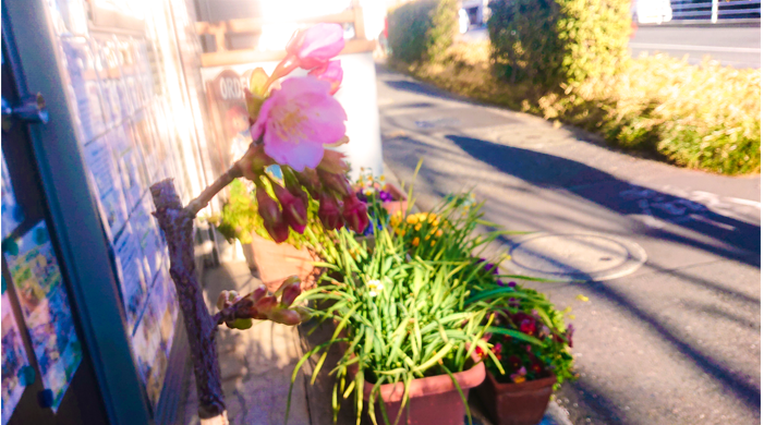 板橋区ギター教室ORDENES河津桜